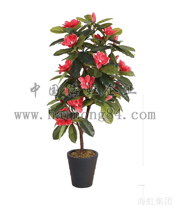 云顶国际vip8866官网